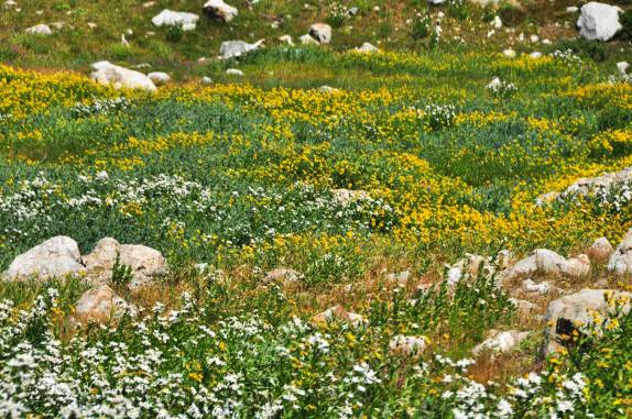 Uma trilha que mais parece um jardim, no Grand Teton National Park, no Wyoming, nos Estados Unidos